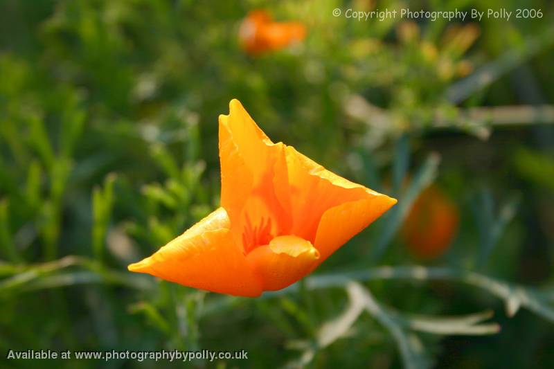 California Poppy Dreaming