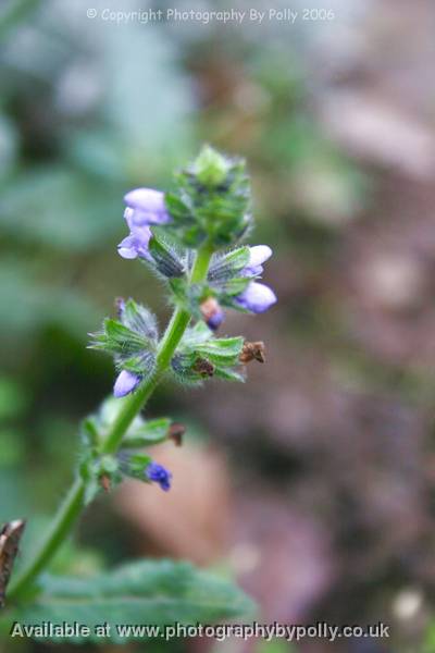 Cat Nip Flower