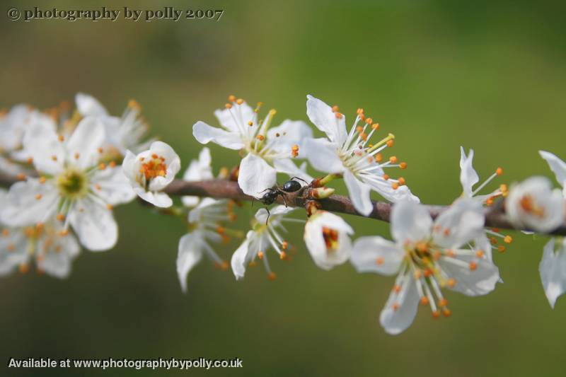 Cherry Ants