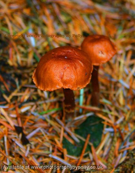 Chestnut Caps