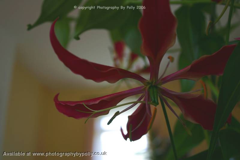 Chinese Lantern