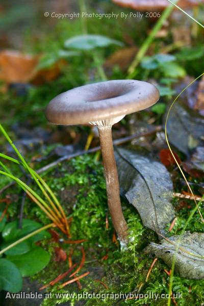 Chocolate Inocybe