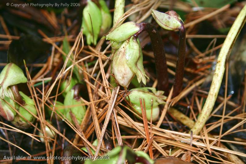 Christmas Rose Buds