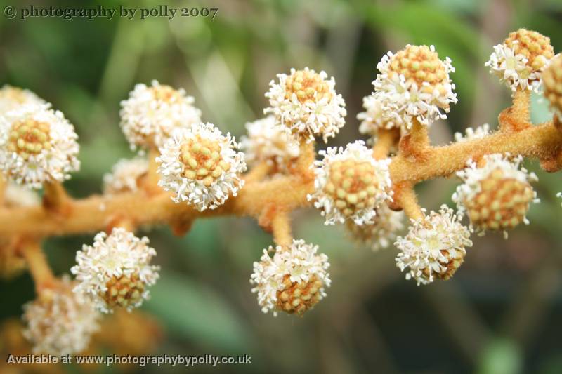 Coconuts Clusters