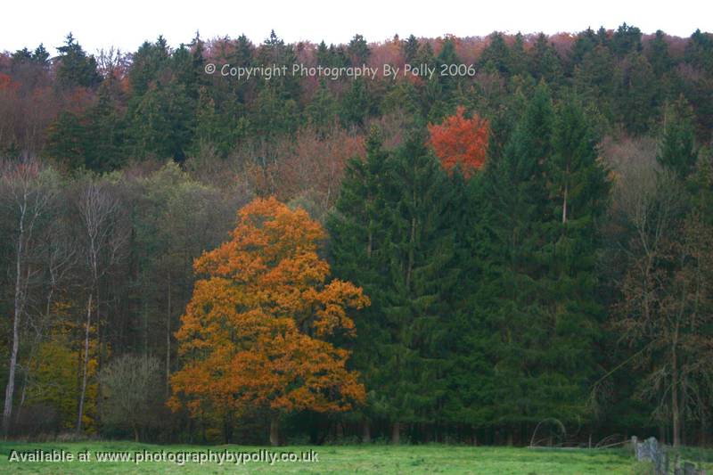 Colours Of Leaf