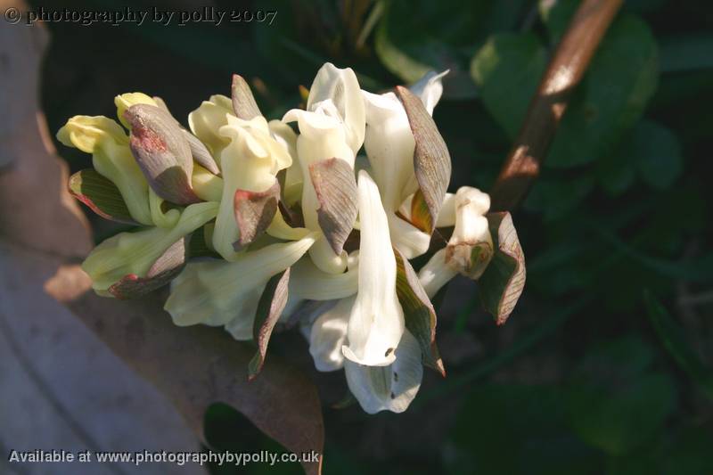 Corydalis Cava