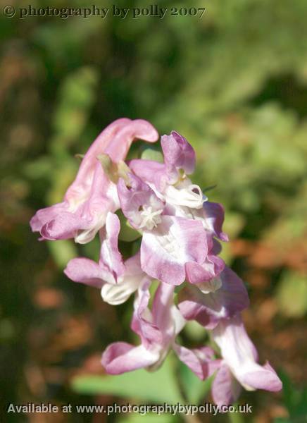 Corydalis Two