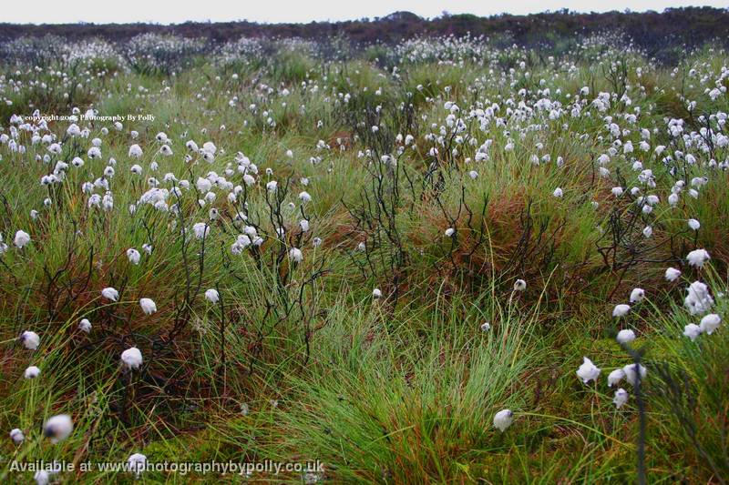 Cotton Fields