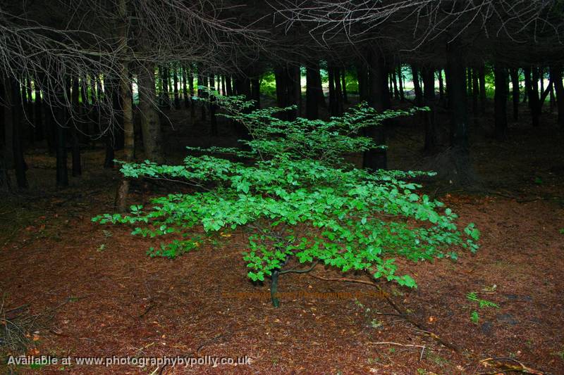 Crowded Tree