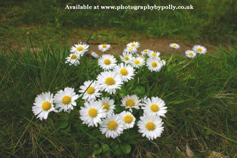 Daisy Chain