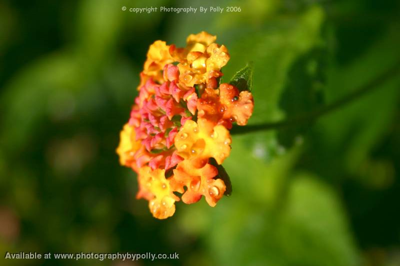 Damp Cluster