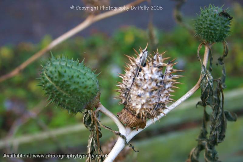 Datura Thornapple