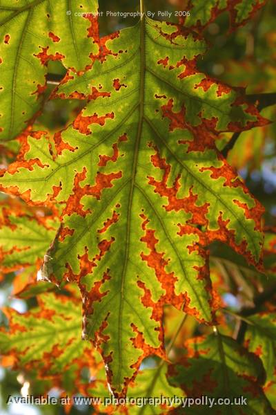 Dawn Leaves