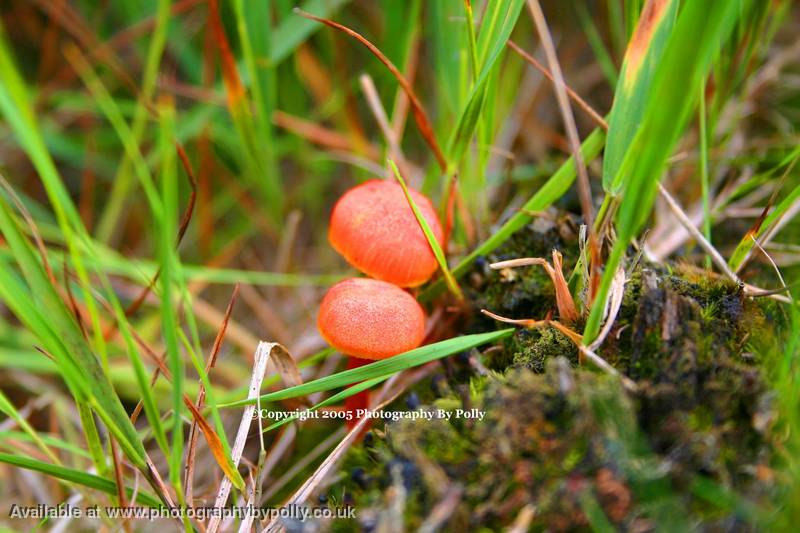 Day Glo Orange