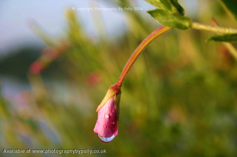 Dew Drop