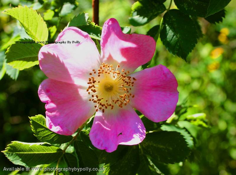 Dog Rose