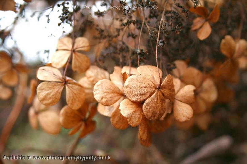 Dried Fans