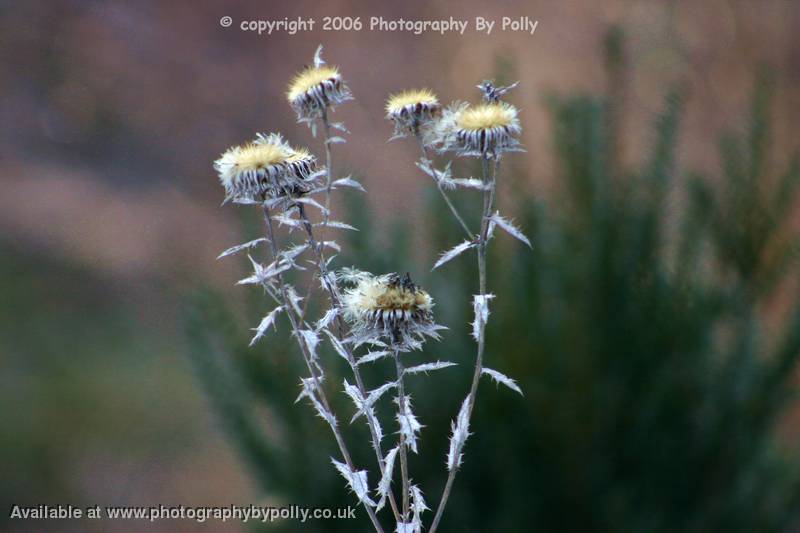 Dried Thistle