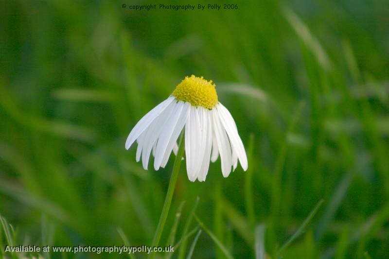 Droopy Daisy