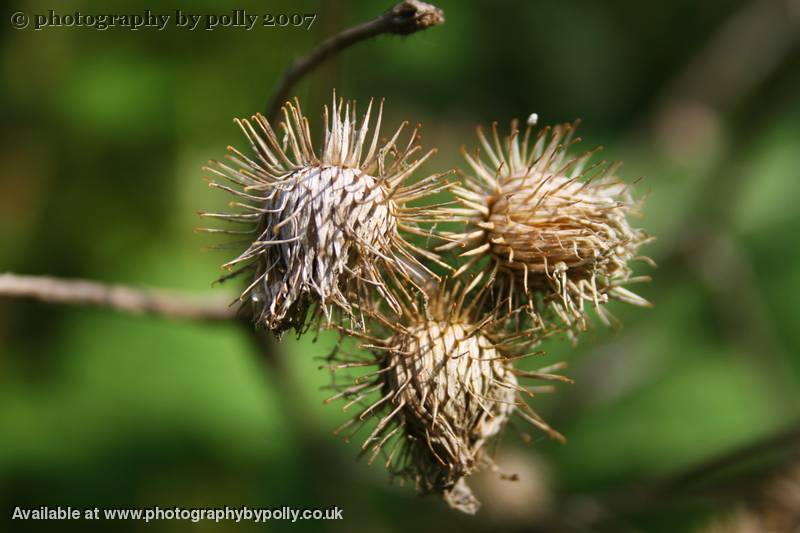 Dry Burdock