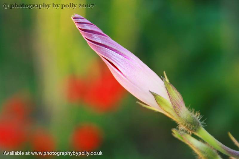 Early Morning Glory