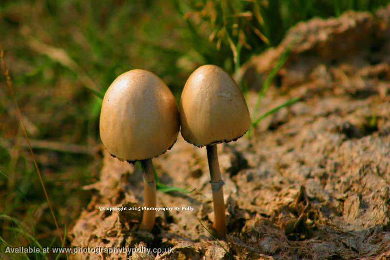 Egg Cups