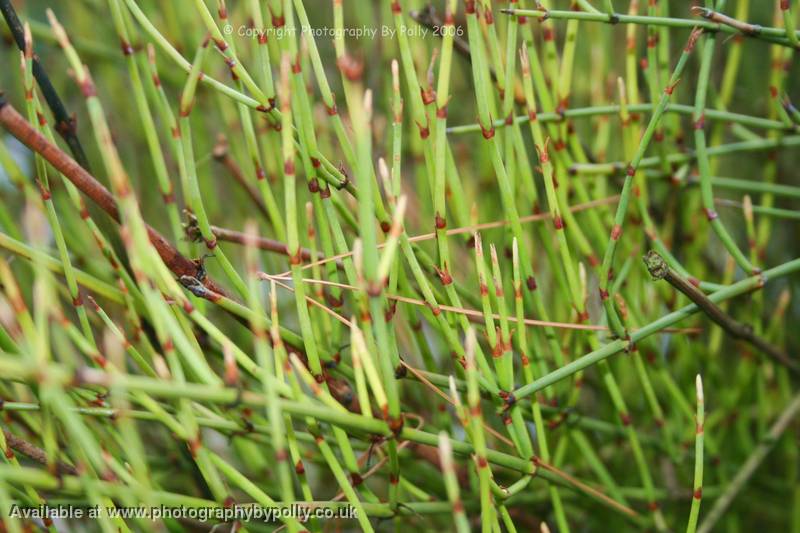 Ephedra