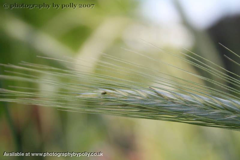 Ergot