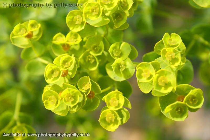 Euphorbia