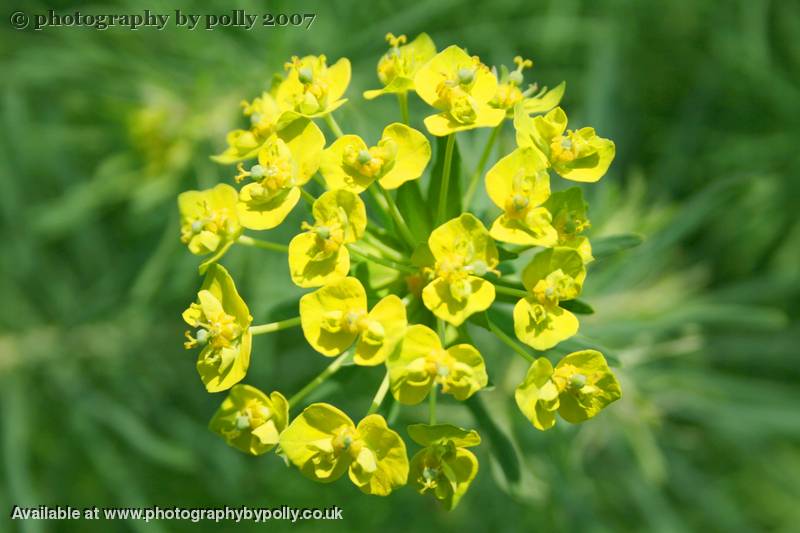 Euphorbia Cyparissias