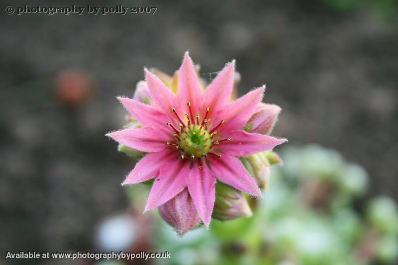 Fairy Flowers