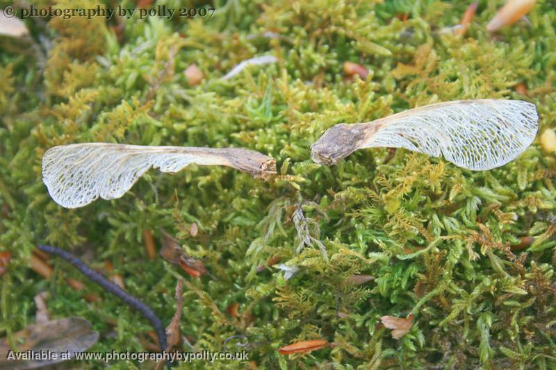 Fairy Wings