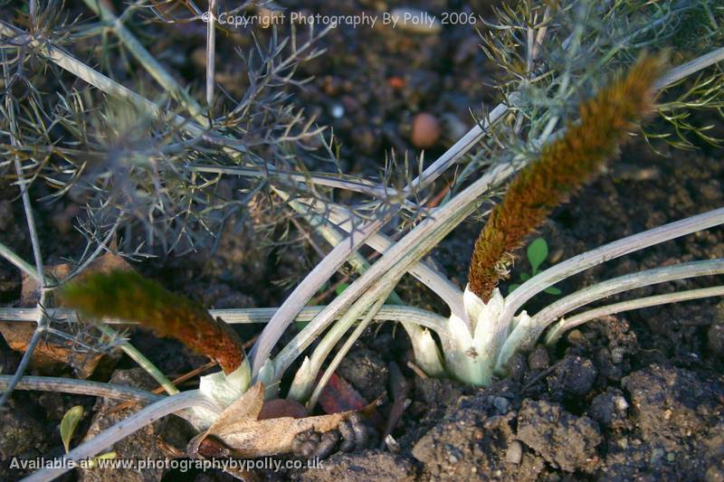 Fennel Emerge