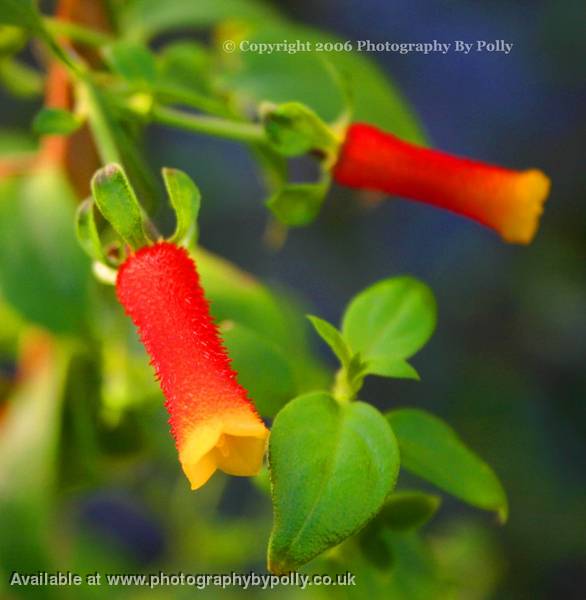 Fire Trumpet