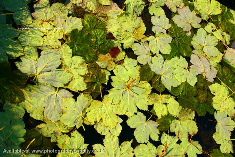 Floating Leaves