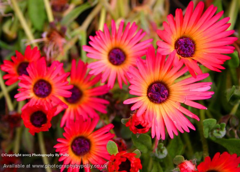 Flower Faces