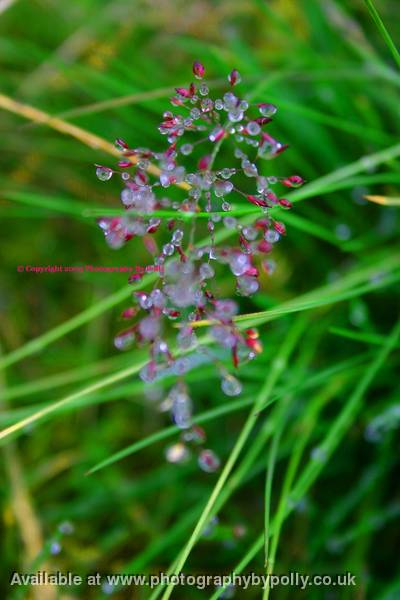 Flower Jewels