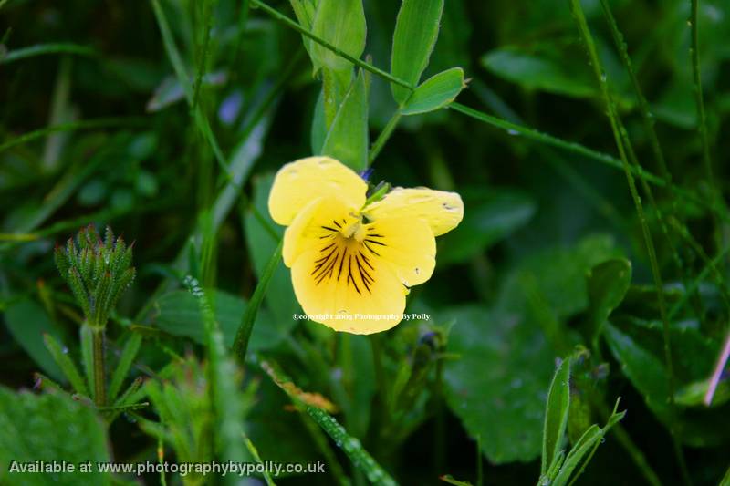 Flower Veins