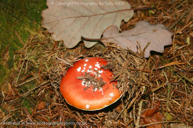 Fly Agaric Emerging