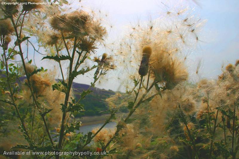 Fly Away Thistles