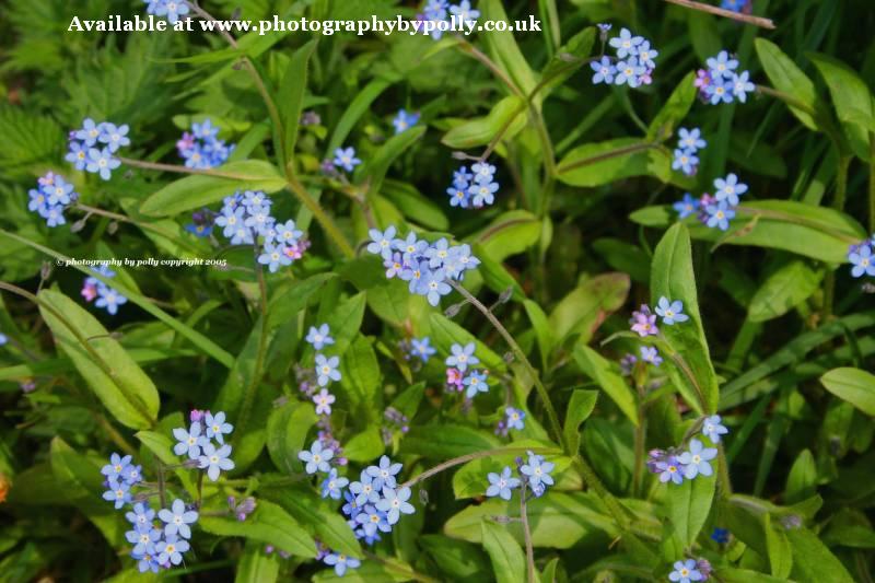 Forget Me Nots