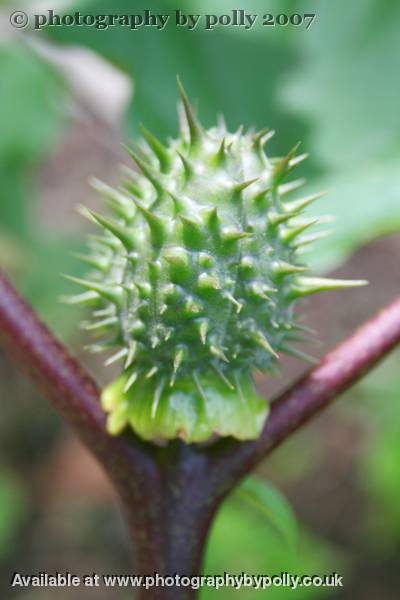 Frisky Datura