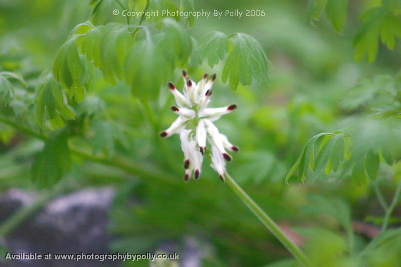 Fumitory