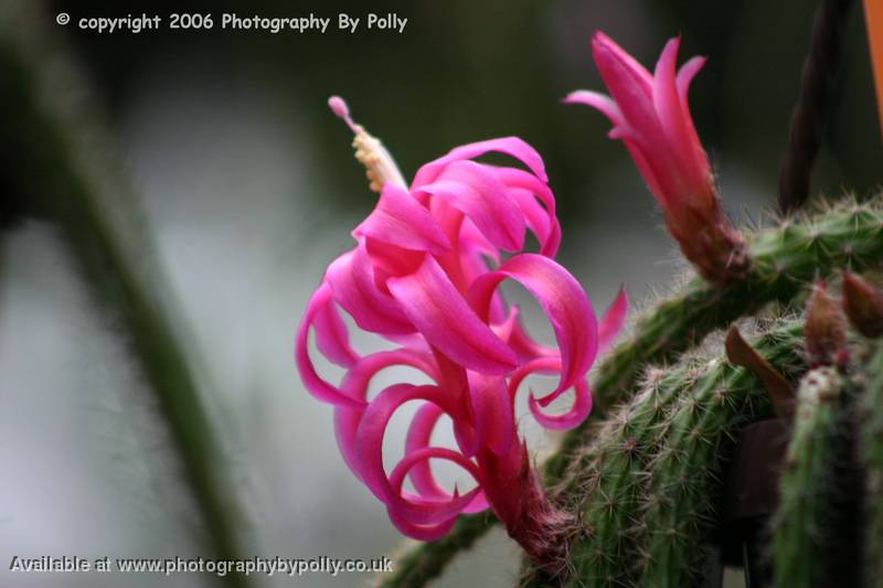 Furled Pink