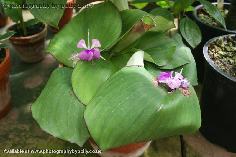 Galangal Plant