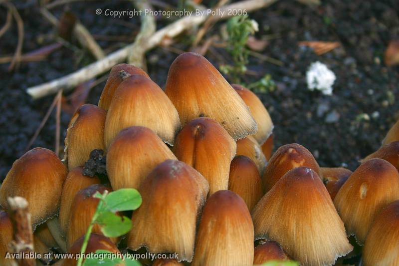 Gathering Caps