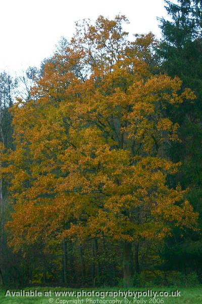 German Autumn