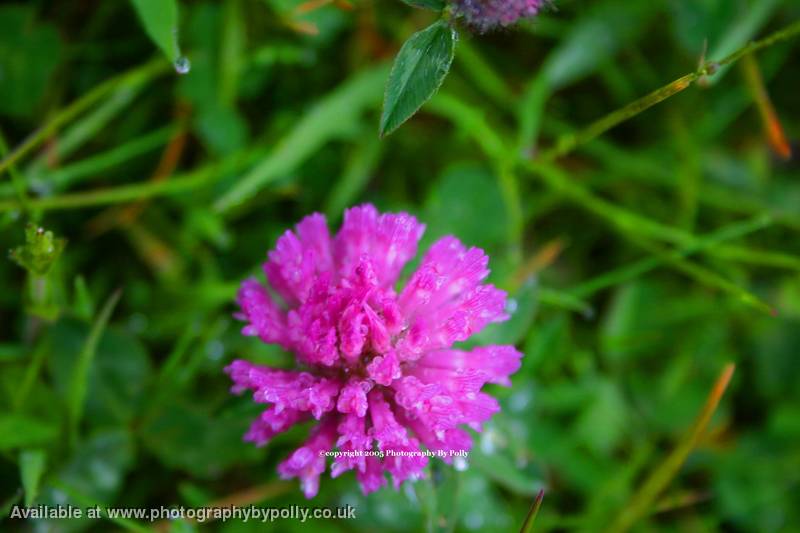 Glistening Clover