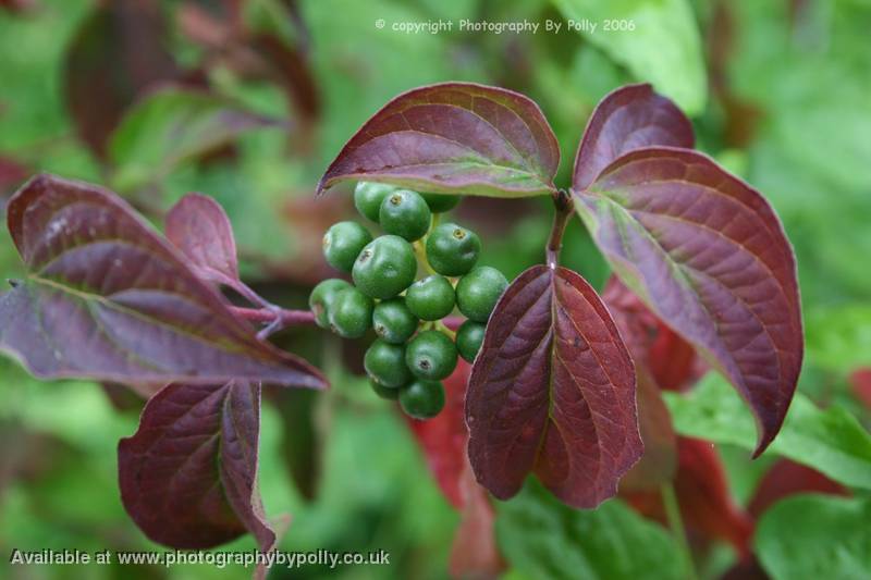 Green Pearls