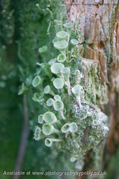 Green Trumpets